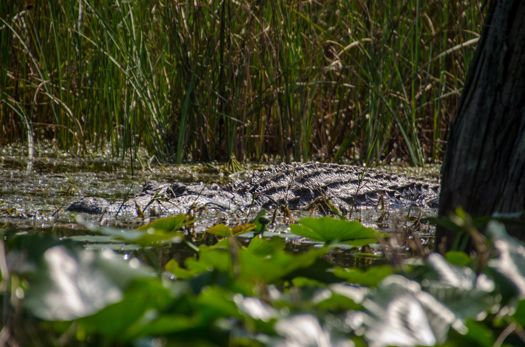 Low Profile Gator