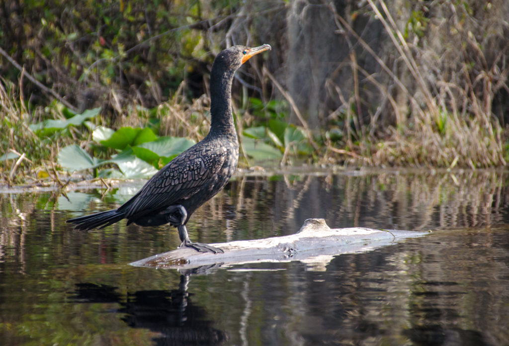 Okefenokee Cormorant