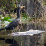 Okefenokee Cormorant