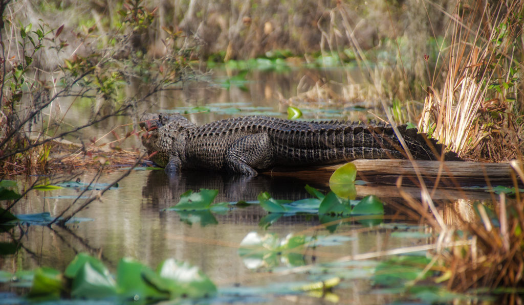 Okefenokee Gator