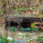 Okefenokee Gator