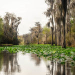 Okefenokee Trail