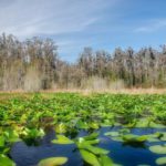 Okefenokee Vista