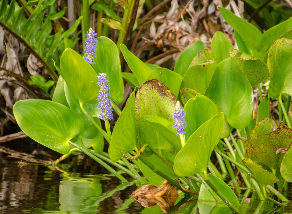 Pickerel Weed on Alexander Springs Creek