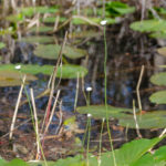 Pipewort - Eriocaulon decangulare