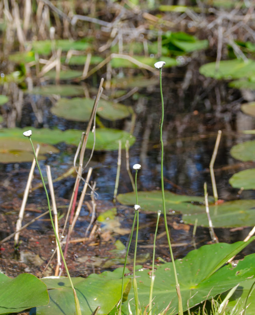 Pipewort - Eriocaulon decangulare