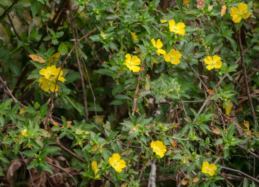 Primrose Willow on Alexander Spring Creek