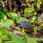 Red Bellied Cooter
