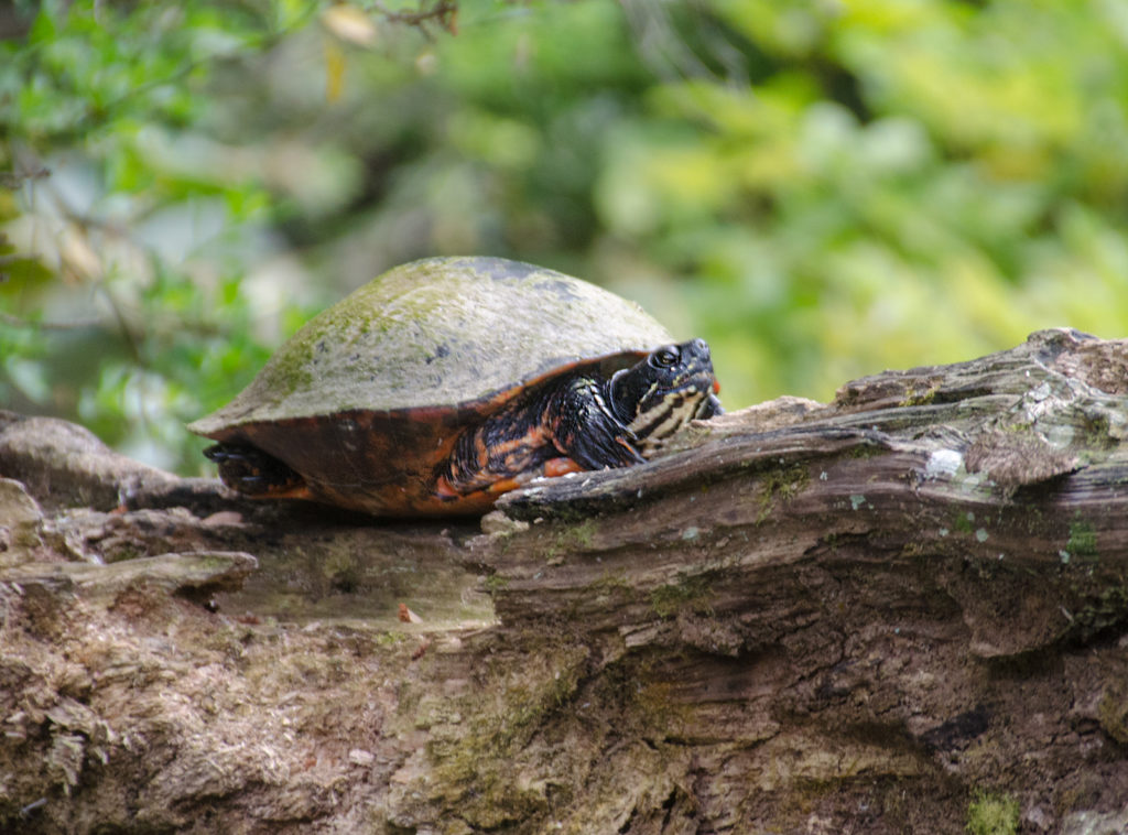 Red Bellied Cooter - Spring Creek
