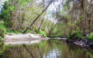 Sandy Banks on Alligator Creek