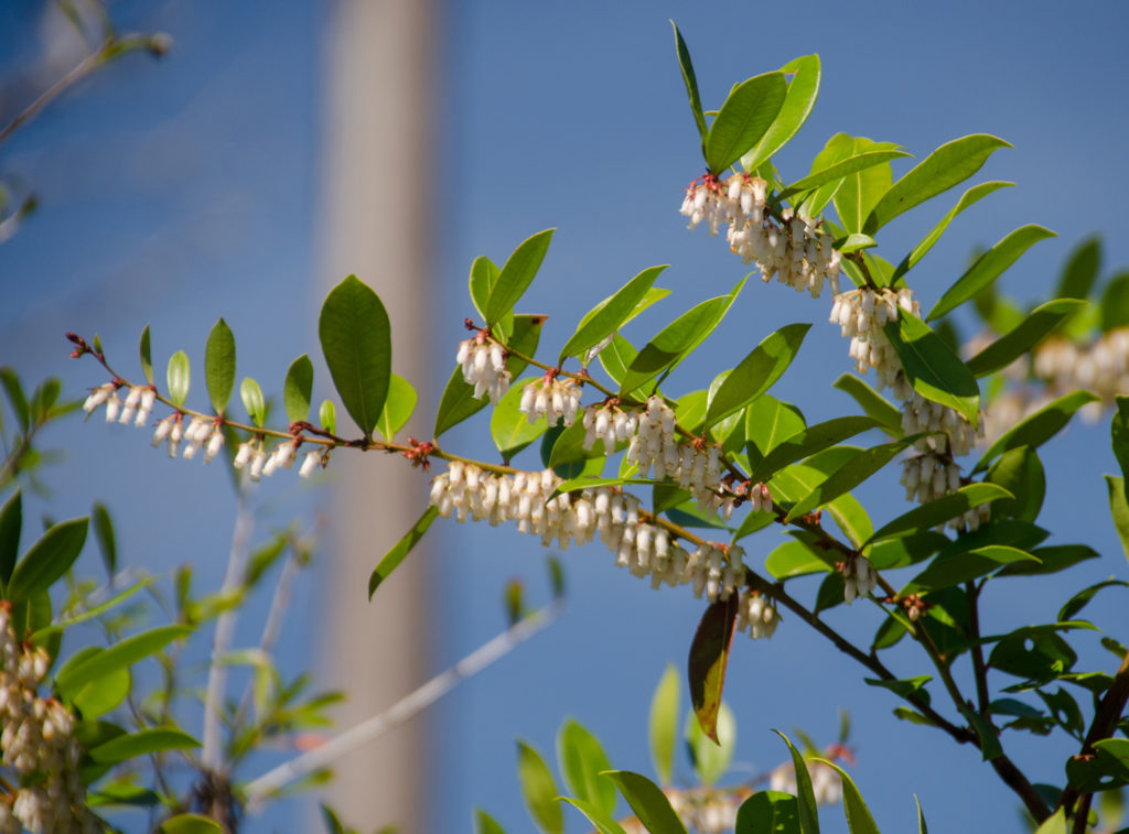 Shinning Fetterbush - Lyonia lucida