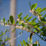 Shinning Fetterbush - Lyonia lucida