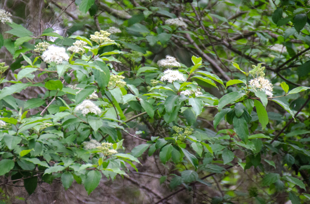 Swamp Dogwood - Cornus foemina