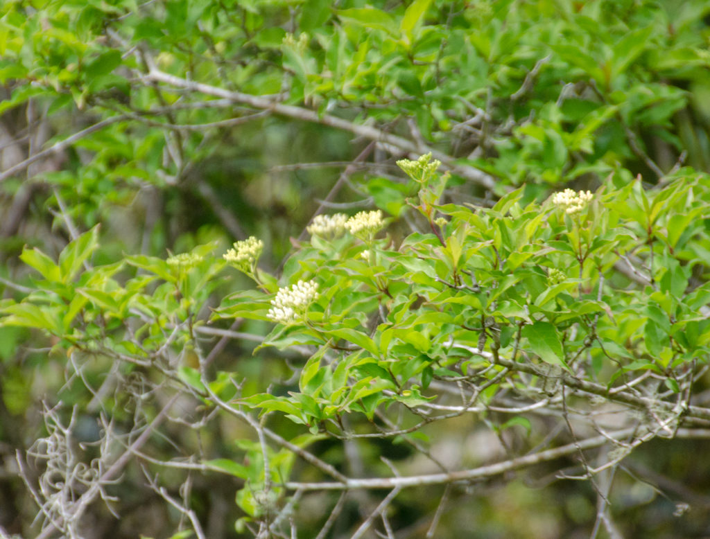 Swamp Dogwood - Cornus foemina