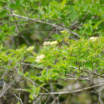 Swamp Dogwood - Cornus foemina