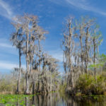 Okefenokee Swamp Trail