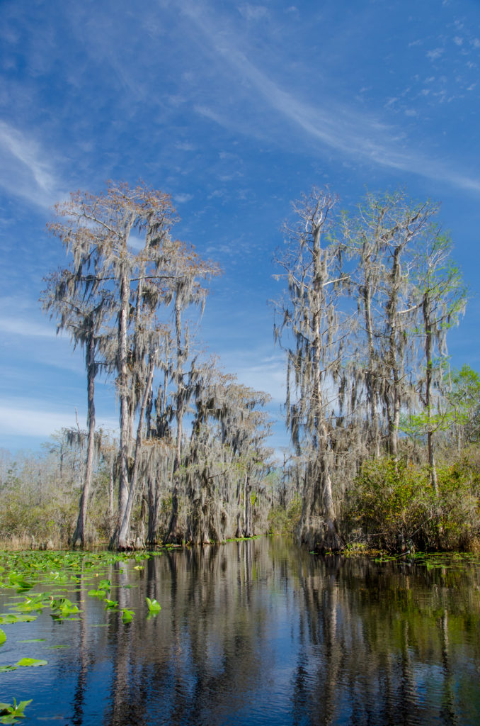 Okefenokee Swamp Trail