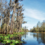 The Okefenokee Swamp