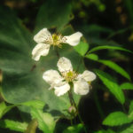 Trailing Blackberry - Rubus spp