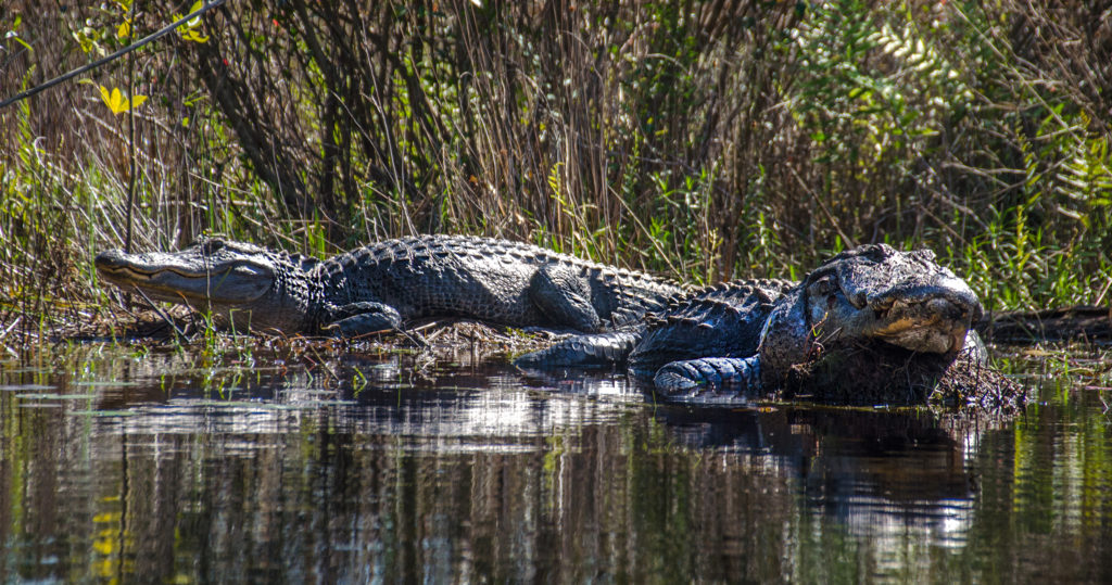 Two Large Alligators