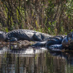 Two Large Alligators