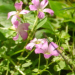 Violet Wood Sorrel - Oxalis violacea