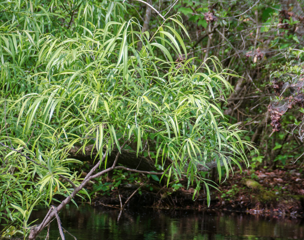 Virginia Willow on Alexander Spring Creek