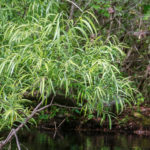 Virginia Willow on Alexander Spring Creek