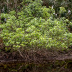 Wax Myrtle - Myrica cerifera