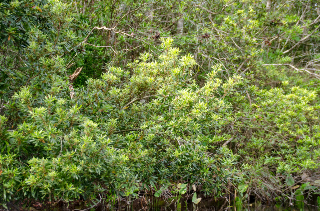 Wax Myrtle on Alexander Spring Creek