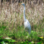 White Heron