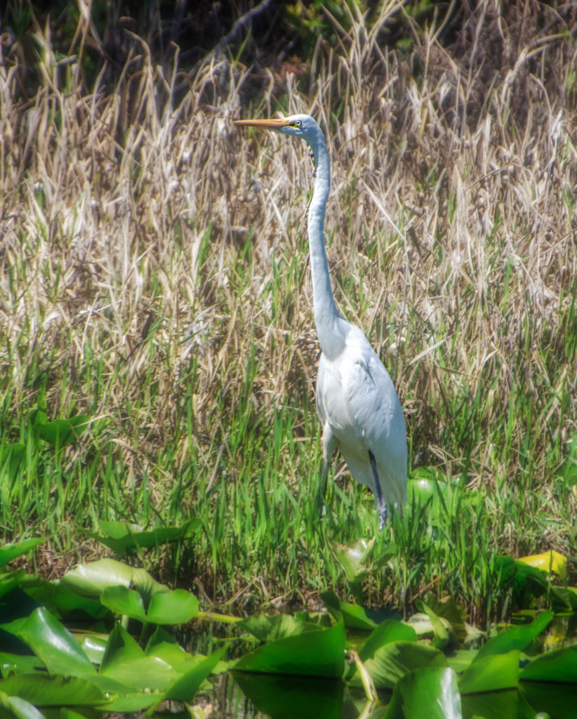 White Heron