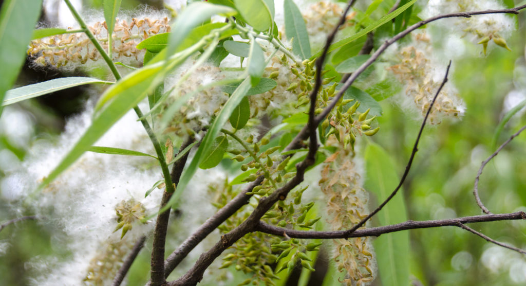 Willow Blossom go to Seed