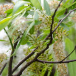 Willow Blossom go to Seed