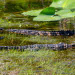 Young Gators at Launch