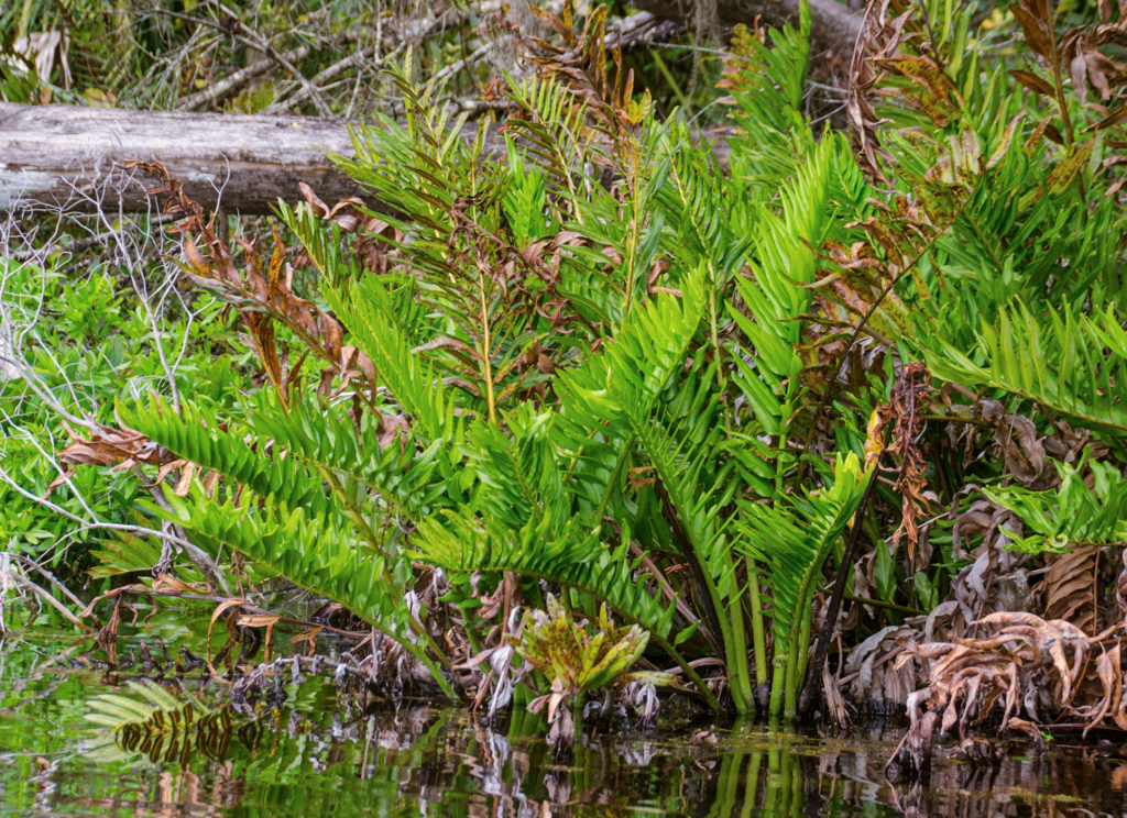 Young Giant Leather Fern