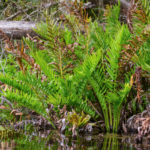 Young Giant Leather Fern