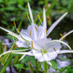 Alligator Lily – Hymenocallis palmeri