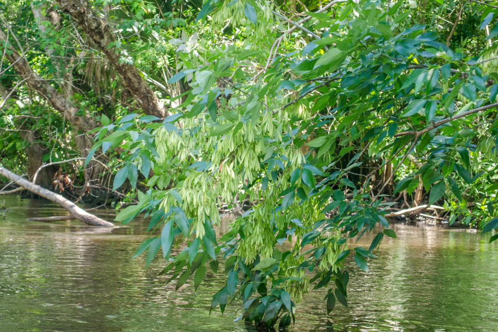 Carolina Ash – Fraxinus caroliniana