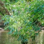 Carolina Ash – Fraxinus caroliniana