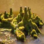 Cypress Knee Island