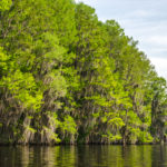 Cypress Shoreline - Floral City Lake