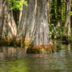 Cypress Trunks - Floral City Lake