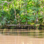 Horizontal Palm on the Ocklawaha River