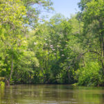 Ibis over the Ocklawaha River