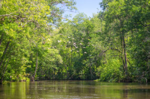 Ibis over the Ocklawaha River