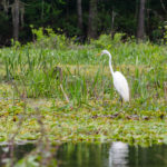 Ichetucknee Egret