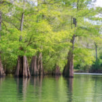 Ichetucknee flows into Santa Fe River