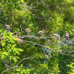 Immature Ibis at nest