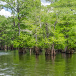 Mouth of the Ichetucknee River